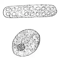  imagem superior representa a massa de ovos mostrando a posição dos ovos no envelope. As imagens inferiores são ovos aumentados, mostrando a posição de um embrião.