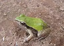 Physalaemus cuvieri apresentando coloração esverdeada