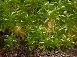 Physcomitrella patens.