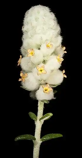 Physopsis spicata