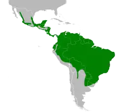 Distribuição de P. cayana em verde