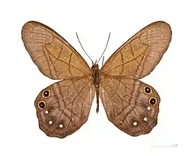 Vista superior de P. astyoche