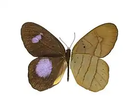 P. hortona. A asa esquerda é a vista superior e a direita a inferior, simulando folha seca. Gênero Pierella.