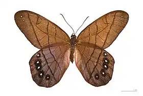 Vista superior de P. lamia