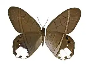 P. lucia (a asa esquerda é a vista superior e a direita a vista inferior).