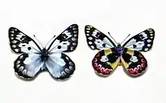 Female of Delias aganippe. Vista de lado e de cima