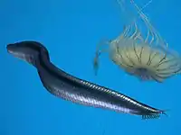 Pikaia um cefalocordadoComprimento: 5 cm