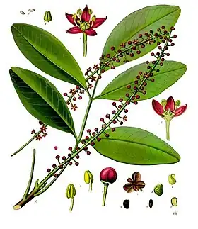 jaborandi-do-paraguai (Pilocarpus pennatifolius)