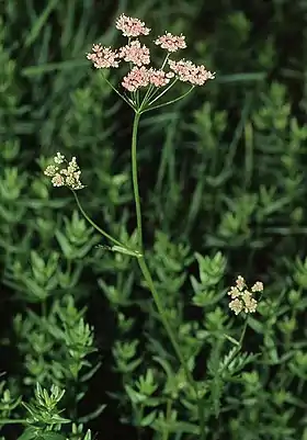 Pimpinella major