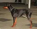 Pinscher alemão