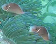 Peixe-palhaço rosa (Amphiprion perideraion).