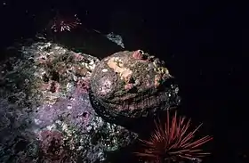 H. corrugata fixo a uma pedra, na região das ilhas do canal da Califórnia.