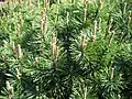 Pinus mugo Turra