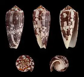 Cinco vistas da concha de Conus striatus Linnaeus, 1758, encontrada em águas rasas do Indo-Pacífico e sendo uma das espécies associadas a mortes em humanos, por envenenamento.