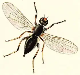 Piophilia casei