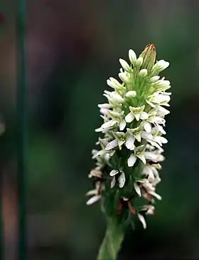 Piperia elegans