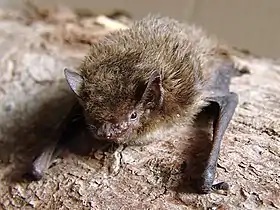 Pipistrellus nathusii