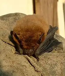 Pipistrellus sp.