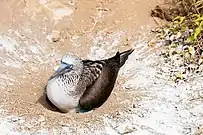 Patola-de-pés-azuis(Sula nebouxii)