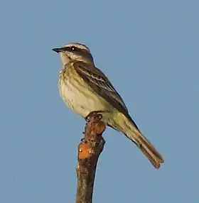 Legatus leucophaius no Panamá