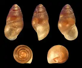 Pisinna glabrata ( Anabathridae )