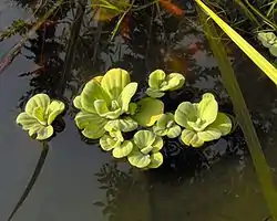 Pistia stratiotes.