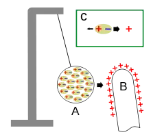 Diagrama mostrando como funciona um eletroscópio de esfera medular . As moléculas (ovais amarelas) que compõem a bola medular (A) consistem em cargas positivas (núcleos atômicos) e cargas negativas (elétrons) próximas. Trazer um objeto carregado (B) para perto da bola de medula faz com que essas cargas se separem ligeiramente. Se o objeto tiver carga positiva, os elétrons (-) nas moléculas serão atraídos por ele e se moverão para o lado da molécula próximo ao objeto. Os núcleos (+) serão repelidos e se moverão para o lado da molécula, longe dele. Isso é chamado de polarização. Uma vez que os elétrons estão agora mais próximos da carga externa do que os núcleos (C)sua atração é mais forte do que a repulsão dos núcleos e, portanto, o resultado é uma força de atração fraca. A separação das cargas é microscópica, mas como há tantos átomos na bola da medula, a força total é forte o suficiente para puxar a bola da medula em direção à carga externa.