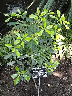 Pittosporum coriaceum no Jardin Botanique de Lyon.