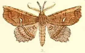 Acharya crassicornis