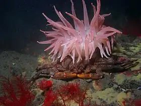 Placetron wosnessenskii sob a anémona Cribrinopsis fernaldi.