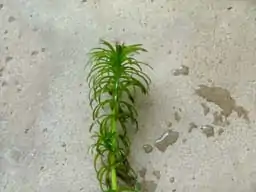 Hydrilla verticillata