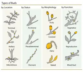 Plant Buds classification
