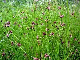 Bolboschoenus maritimus