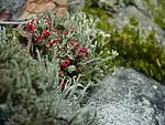 Cladonia cf. cristatella, um líquen comumente referido como 'soldados britânicos'. Observar as pontas vermelhas.