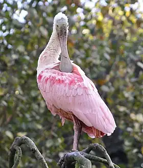 Um colhereiro-rosado