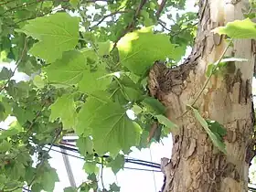 Folhas de P. acerifolia