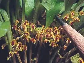 Platystele stenostachya