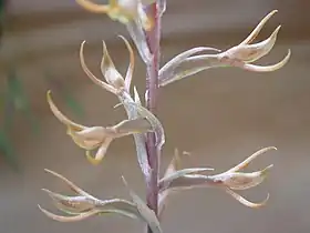 Platythelys paranaensis