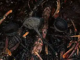 Plectania nannfeldtii