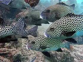 Peixe-arlequim-gracioso (Plectorhinchus chaetodonoides) adulto