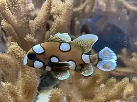 Peixe-arlequim-gracioso (Plectorhinchus chaetodonoides) jovem