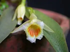 Plectrophora cultrifolia