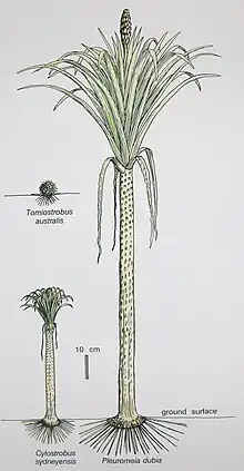 Várias espécies de Pleuromeiales