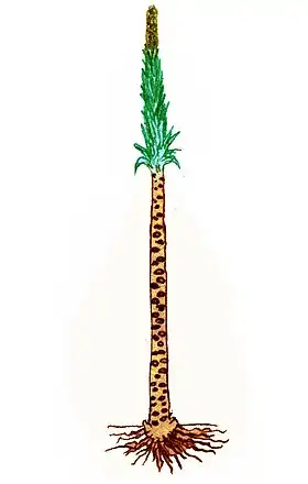 Espécie de Pleuromeia