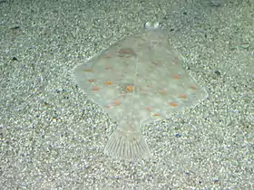 Pleuronectes platessa