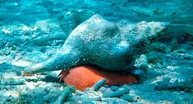 Vista lateral da concha de T. giganteus, considerada a maior espécie de gastrópode das costas da América do Norte e de todo o oceano Atlântico; atingindo até 60 centímetros de comprimento. O seu animal é alaranjado.