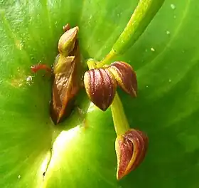Pleurothallis cordata