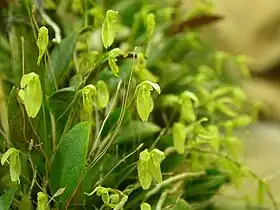 Pleurothallopsis nemorosa