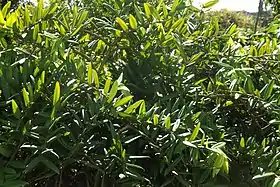 Plinia glomerata ( Cabeludinha )