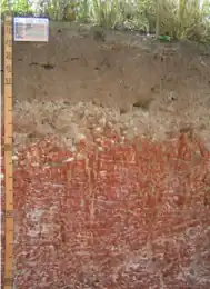 Plintossolo Argilúvico (SIBCS, 2018)